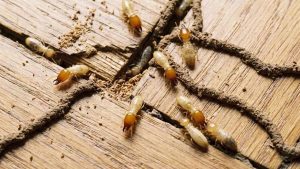 Jasa Anti Rayap Bandung