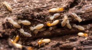 Jasa Anti Rayap Bali