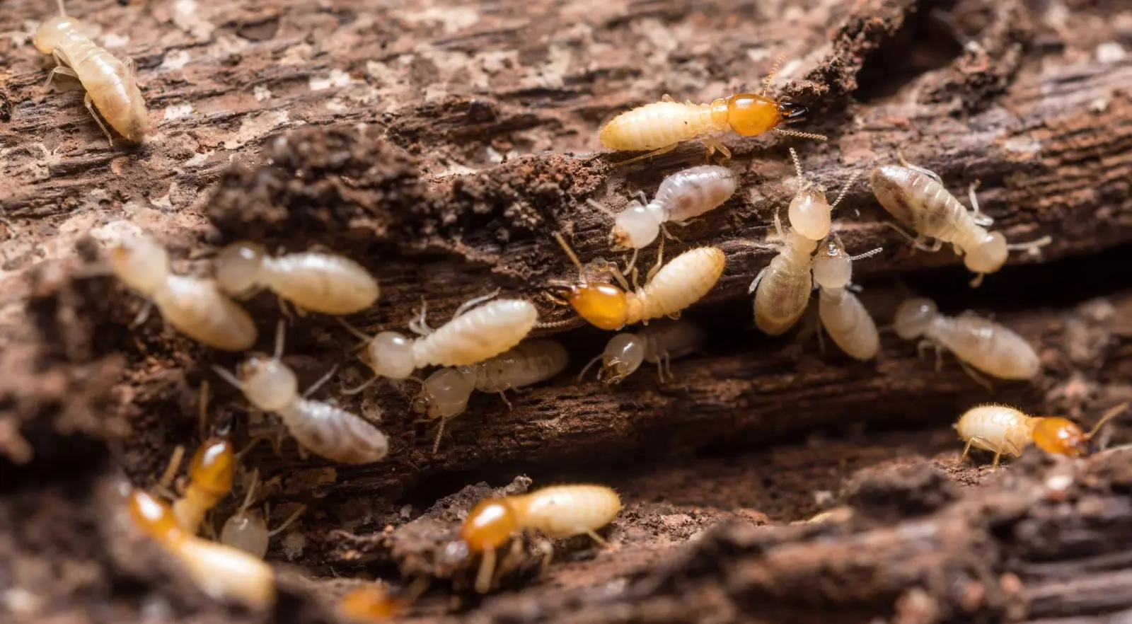 Jasa Anti Rayap Bali